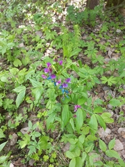 Lathyrus vernus