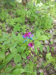 Lathyrus vernus