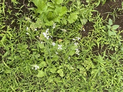 Raphanus sativus raphanistroides