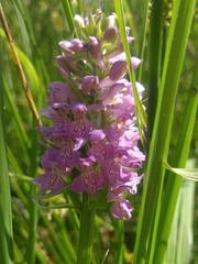 Dactylorhiza majalis baltica