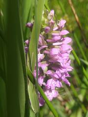 Dactylorhiza majalis baltica