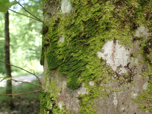 stužtička (Metzgeria)