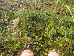 Schoenus nitens nitens