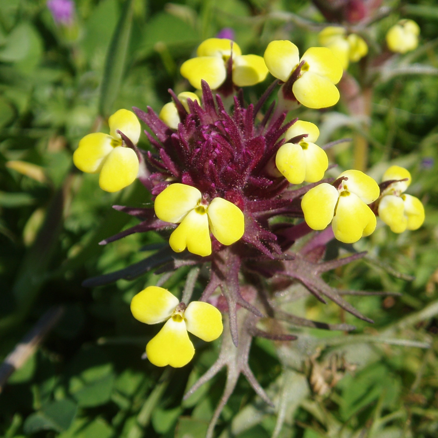 Triphysaria eriantha ssp. eriantha