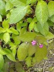 Chrysothemis melittifolia