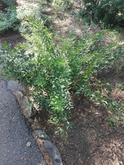 Danae racemosa