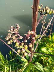 Scrophularia auriculata