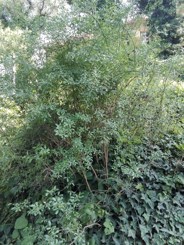 Lonicera iberica