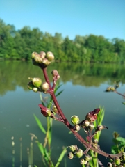 Scrophularia auriculata