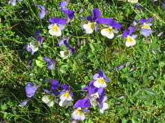 Viola lutea