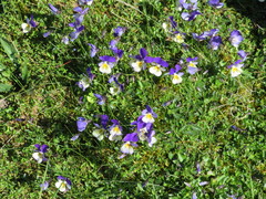 Viola lutea
