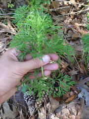 Eupatorium compositifolium