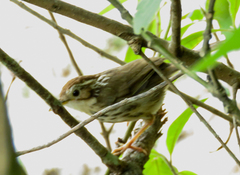 Pellorneum ruficeps