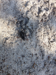 Atypidae