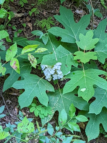 Oakleaf hydrangea (Hydrangea quercifolia)