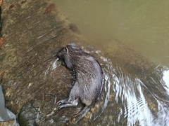 Thryonomys swinderianus