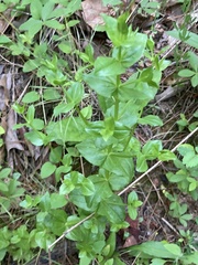 Sabatia angularis