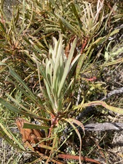 Protea longifolia minor