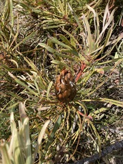 Protea longifolia minor