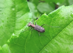 Cylindera kaleea