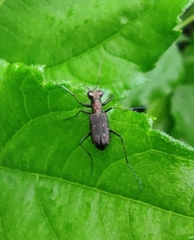 Cylindera kaleea