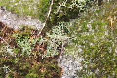 Cladonia multiformis