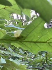 Amphibolips nubilipennis