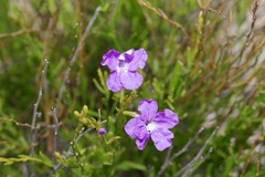 Bouchea linifolia