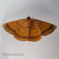 Hypopyra vespertilio