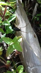 Platybunus