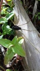 Platybunus
