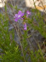 Bouchea linifolia