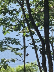 Lophodytes cucullatus