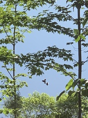 Lophodytes cucullatus