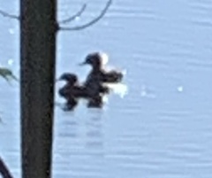 Lophodytes cucullatus