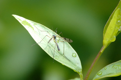 Ptychoptera contaminata