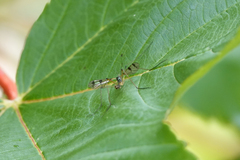 Ptychoptera contaminata
