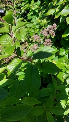 Hydrangea petiolaris