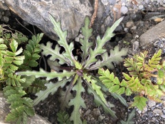 Senecio taitungensis