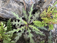 Senecio taitungensis