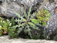 Senecio taitungensis