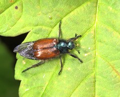 Phyllopertha horticola