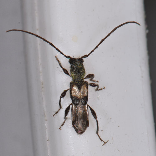 Bimaculate Longhorn Beetle photo 5