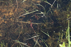 Veronica scutellata