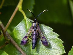 Synanthedon spheciformis