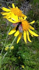 Zygaena exulans
