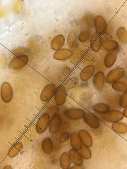 Conocybe pseudocrispa