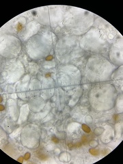 Conocybe pseudocrispa