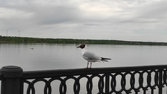 Chroicocephalus ridibundus