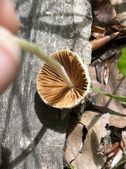 Conocybe pseudocrispa